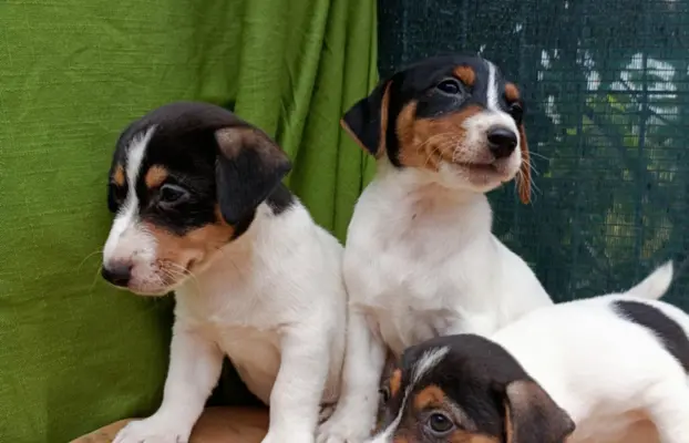 Wzorcowe Jack Russell terrier piękny exterrier gładkie 7