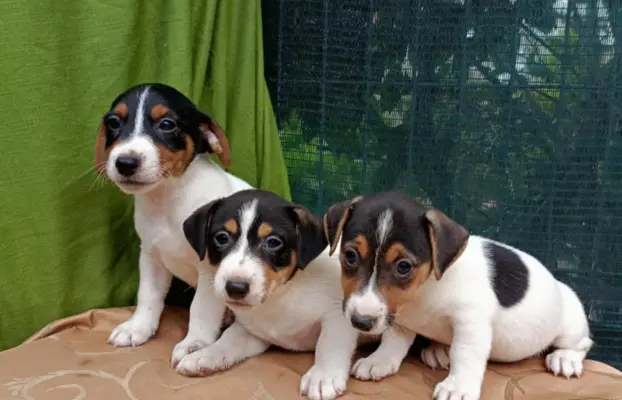 Wzorcowe Jack Russell terrier piękny exterrier gładkie 4