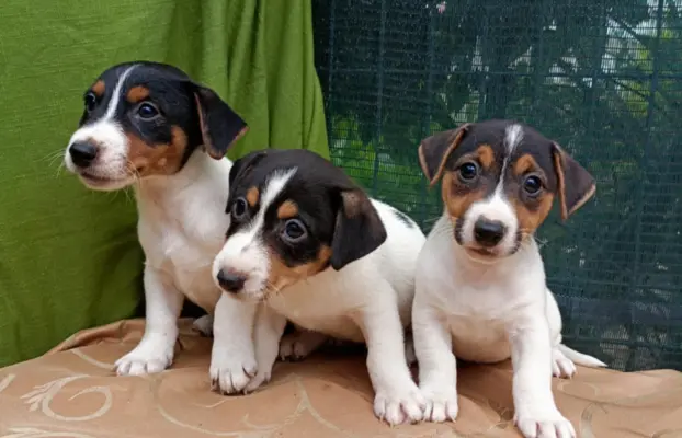 Wzorcowe Jack Russell terrier piękny exterrier gładkie 8