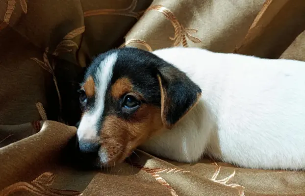 Wzorcowe Jack Russell terrier piękny exterrier gładkie 9