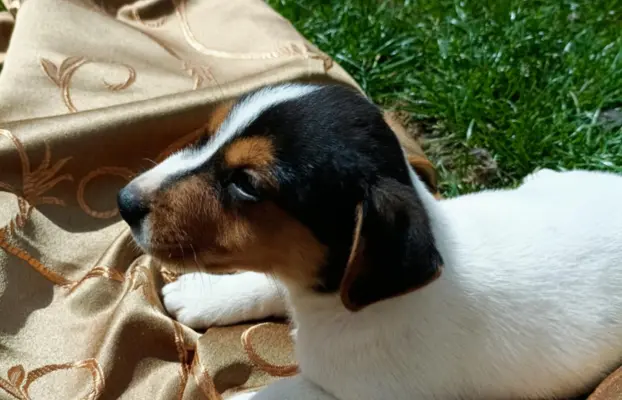 Wzorcowe Jack Russell terrier piękny exterrier gładkie 10