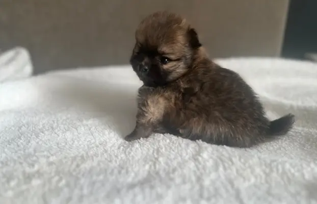 Szpic Miniaturowy, Pomeranian 3
