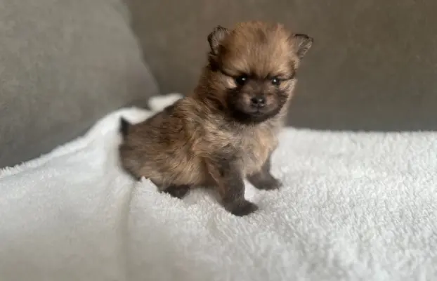 Szpic Miniaturowy, Pomeranian 6
