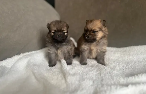 Szpic Miniaturowy, Pomeranian 7