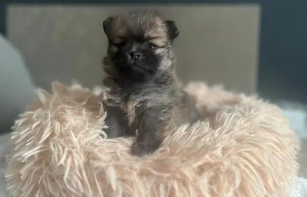 Szpic Miniaturowy, Pomeranian 2