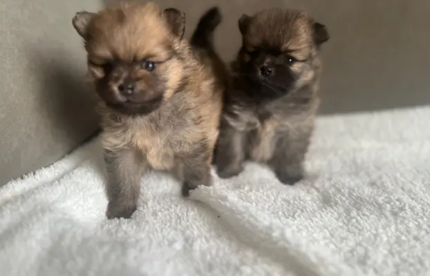 Szpic Miniaturowy, Pomeranian 8