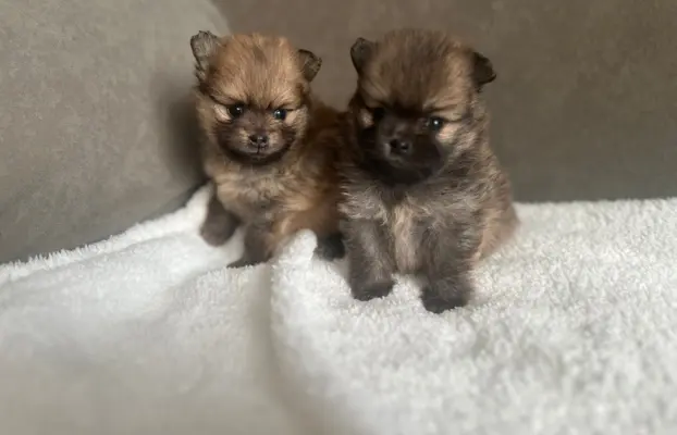 Szpic Miniaturowy, Pomeranian 9