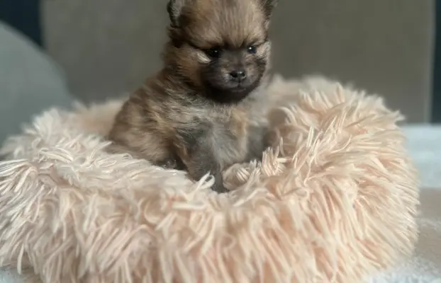 Szpic Miniaturowy, Pomeranian 5