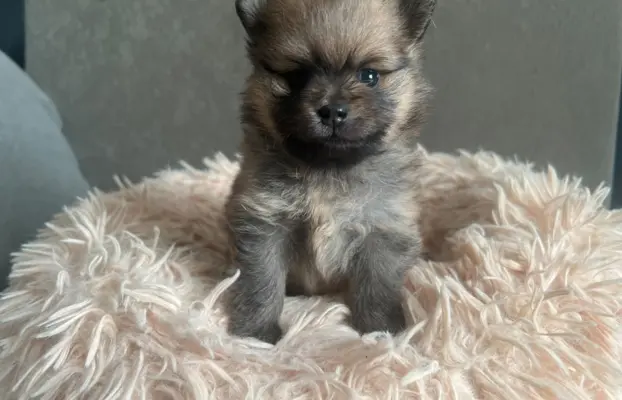 Szpic Miniaturowy, Pomeranian 4
