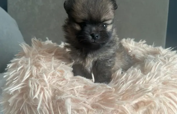 Szpic Miniaturowy, Pomeranian 1