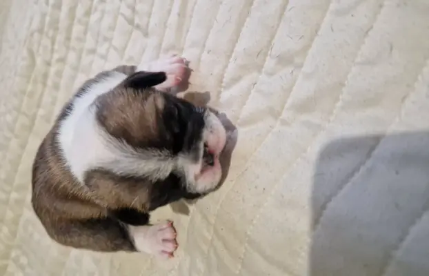 Szczenięta buldog francuski 4
