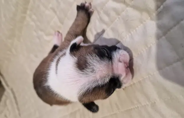Szczenięta buldog francuski 7