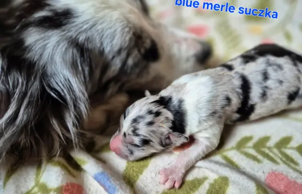 Szczeniak border collie blue merle ZKWP FCI 3