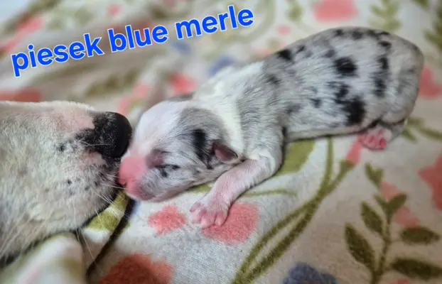 Szczeniak border collie blue merle ZKWP FCI 4