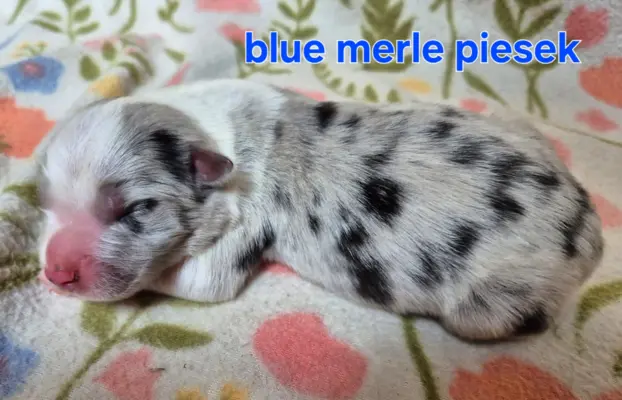 Szczeniak border collie blue merle ZKWP FCI 5