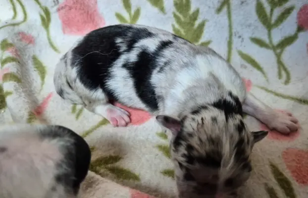 Szczeniak border collie blue merle ZKWP FCI 6