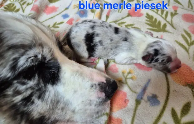 Szczeniak border collie blue merle ZKWP FCI 7