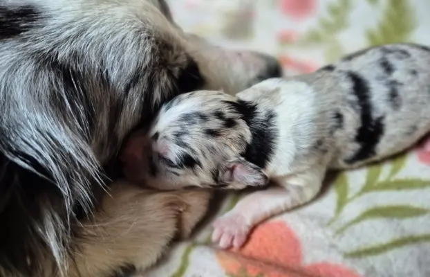 Szczeniak border collie blue merle ZKWP FCI 8