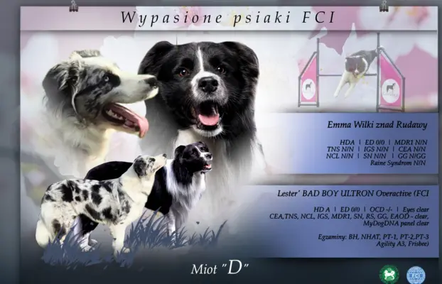 Szczeniak suczka border collie czarno-biała ZKWP FCI 1