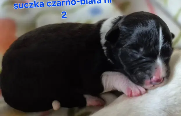 Szczeniak suczka border collie czarno-biała ZKWP FCI 4