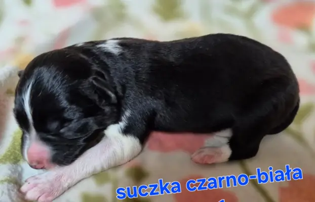 Szczeniak suczka border collie czarno-biała ZKWP FCI 5