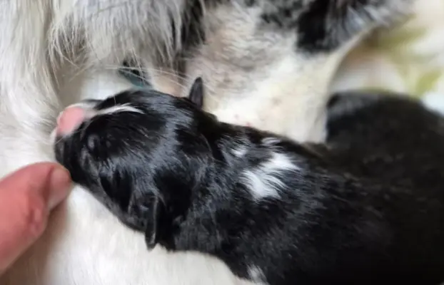 Szczeniak suczka border collie czarno-biała ZKWP FCI 6