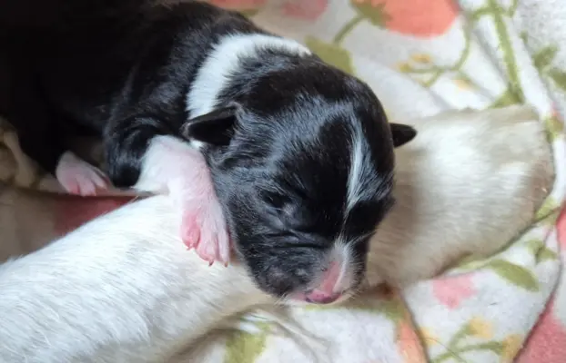 Szczeniak suczka border collie czarno-biała ZKWP FCI 2