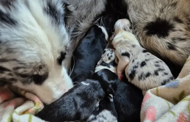 Szczeniak suczka border collie czarno-biała ZKWP FCI 3