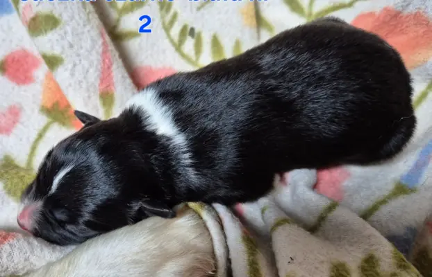 Szczeniak suczka border collie czarno-biała ZKWP FCI 7