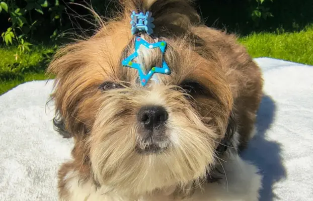 ŚLICZNE DZIEWCZYNY SHIH-TZU, 1