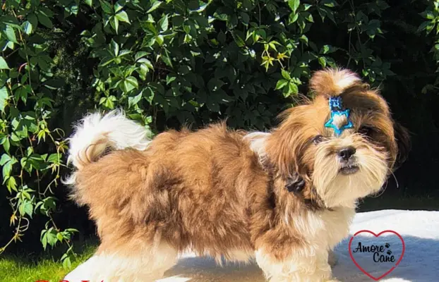 ŚLICZNE DZIEWCZYNY SHIH-TZU, 2