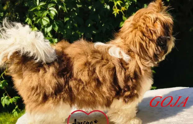 ŚLICZNE DZIEWCZYNY SHIH-TZU, 3