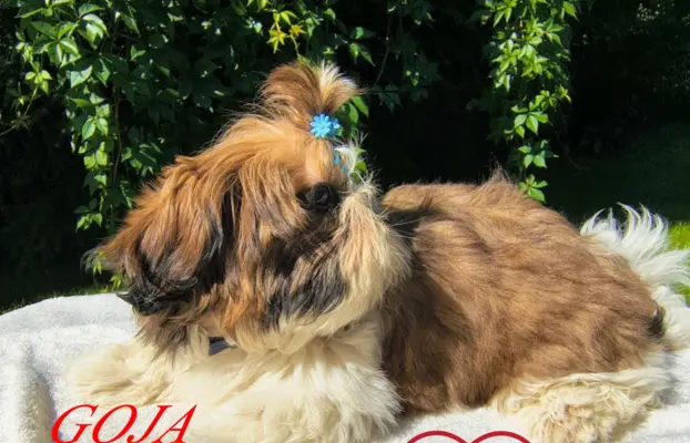 ŚLICZNE DZIEWCZYNY SHIH-TZU, 4