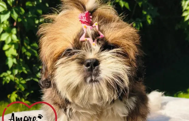 ŚLICZNE DZIEWCZYNY SHIH-TZU, 5