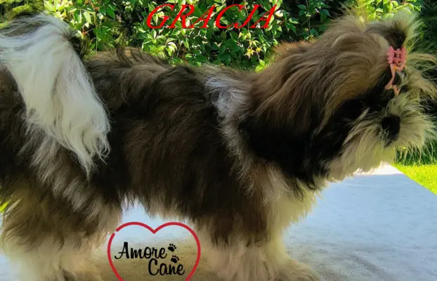 ŚLICZNE DZIEWCZYNY SHIH-TZU, 6