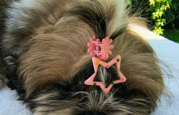 ŚLICZNE DZIEWCZYNY SHIH-TZU, 7