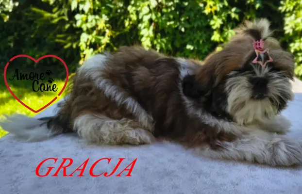 ŚLICZNE DZIEWCZYNY SHIH-TZU, 8