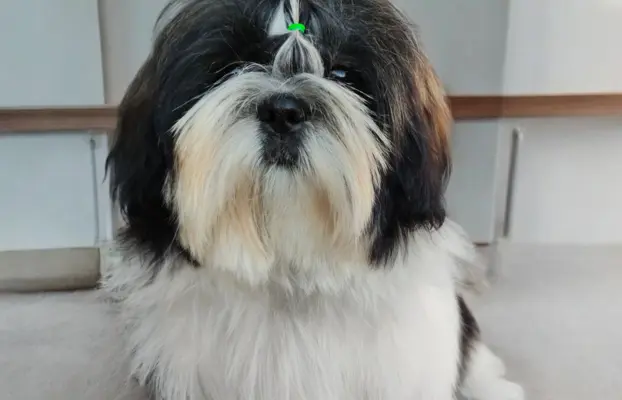 Piękny szczeniak Shih Tzu 6miesiecy ZKWP 2