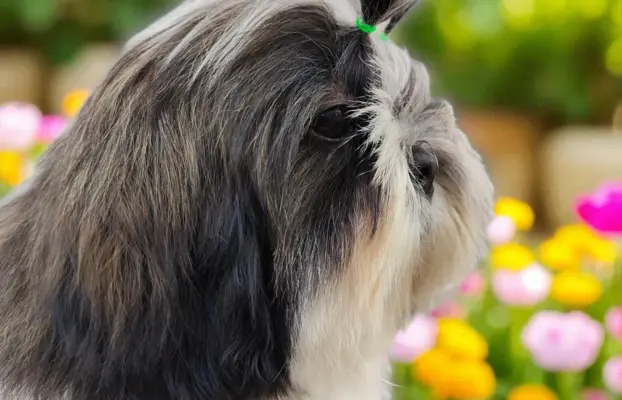 Piękny szczeniak Shih Tzu 6miesiecy ZKWP 3