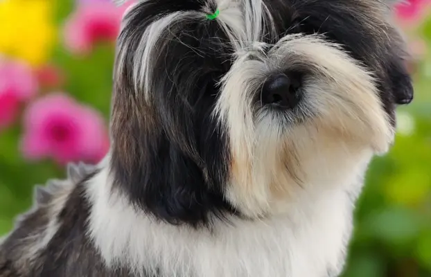 Piękny szczeniak Shih Tzu 6miesiecy ZKWP 5