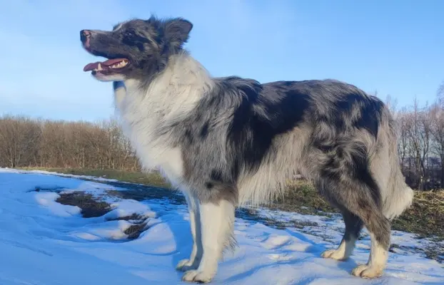 Piękny szczeniak BORDER COLLIE z Hodowli - Rasowy pies z peł 5