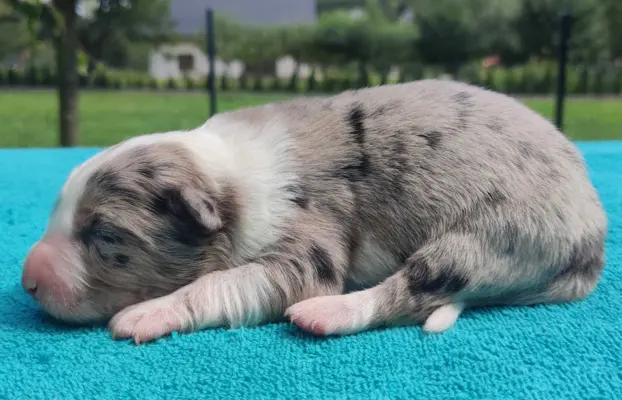 Piękny szczeniak BORDER COLLIE z Hodowli - Rasowy pies z peł 1