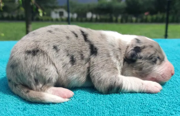 Piękny szczeniak BORDER COLLIE z Hodowli - Rasowy pies z peł 3