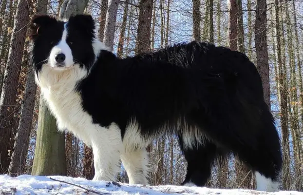 Piękny szczeniak BORDER COLLIE z Hodowli - Rasowy pies z peł 7