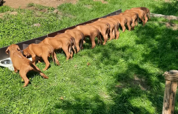 Nie szukasz psa. Szukasz legendy. Szczeniaki Rhodesian 2