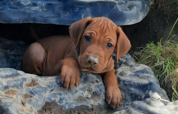 Nie szukasz psa. Szukasz legendy. Szczeniaki Rhodesian 3