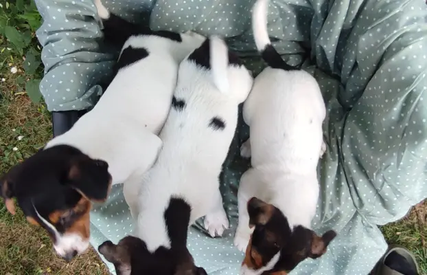 Wzorcowe Jack Russell terrier piękny exterrier gładkie 1