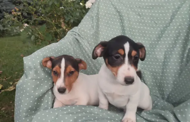 Wzorcowe Jack Russell terrier piękny exterrier gładkie 2