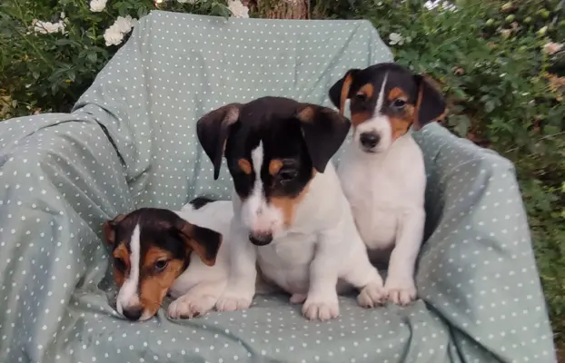 Wzorcowe Jack Russell terrier piękny exterrier gładkie 3