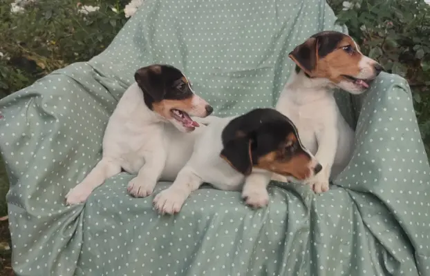 Wzorcowe Jack Russell terrier piękny exterrier gładkie 4
